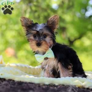 Ollie, Yorkie Puppy